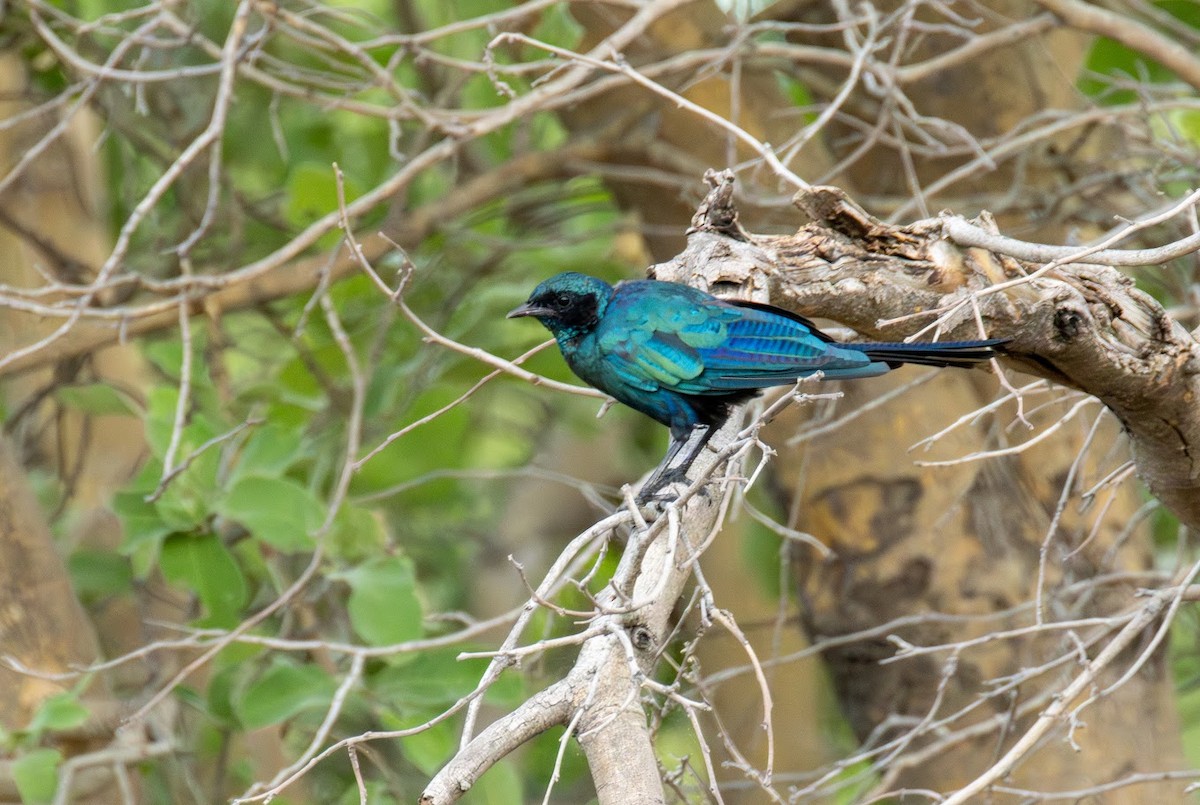 Riesenglanzstar - ML649070869