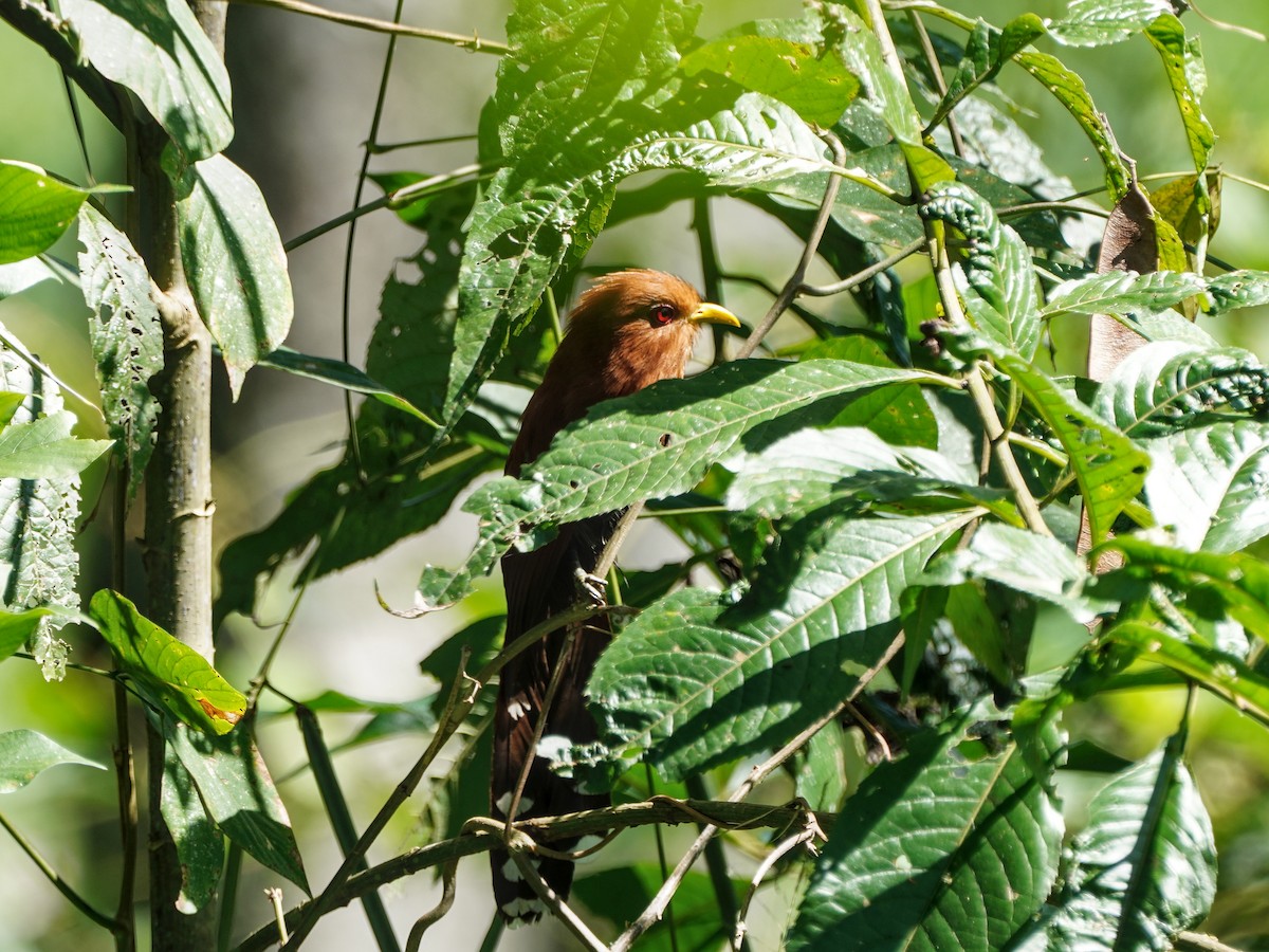 Rötelkuckuck - ML649070870