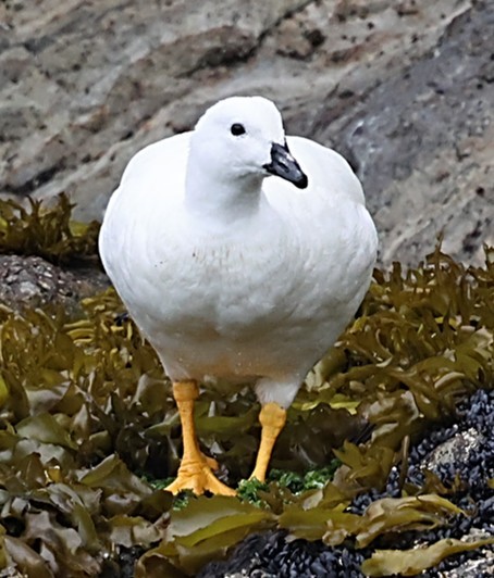 Kelpgans - ML649070874