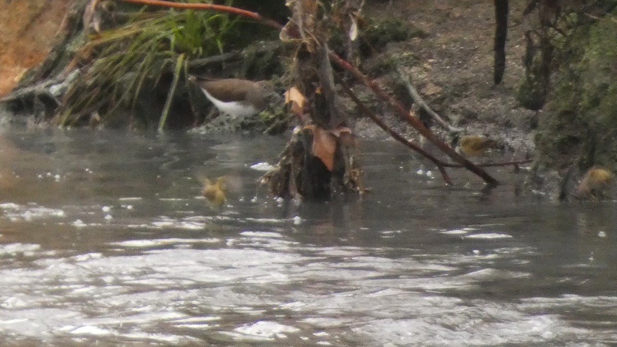 Waldwasserläufer - ML649070879