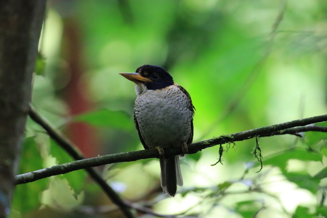 Prinzenliest - ML649070889