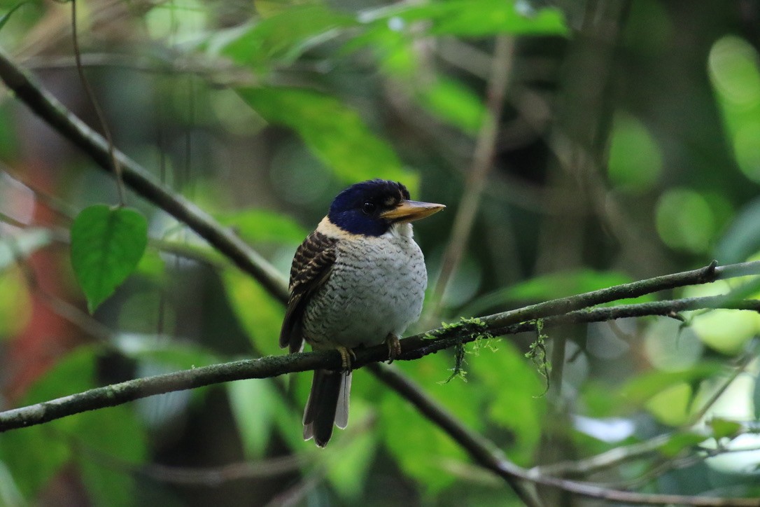 Prinzenliest - ML649070890