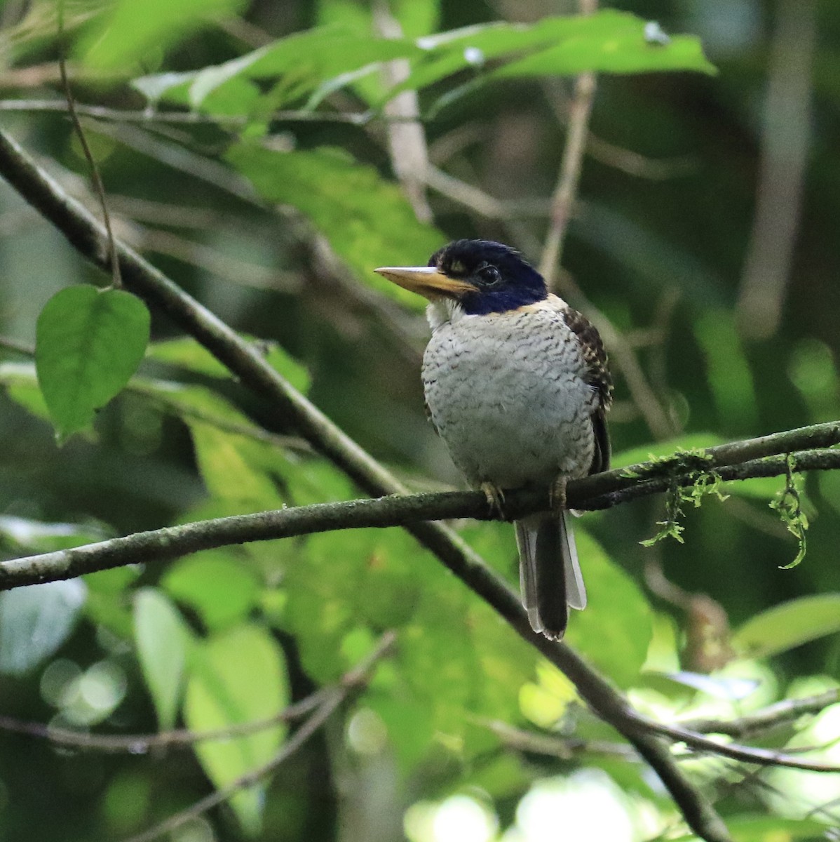 Prinzenliest - ML649070891