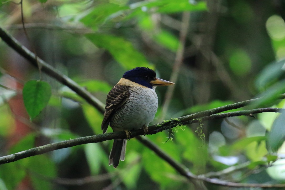 Prinzenliest - ML649070893