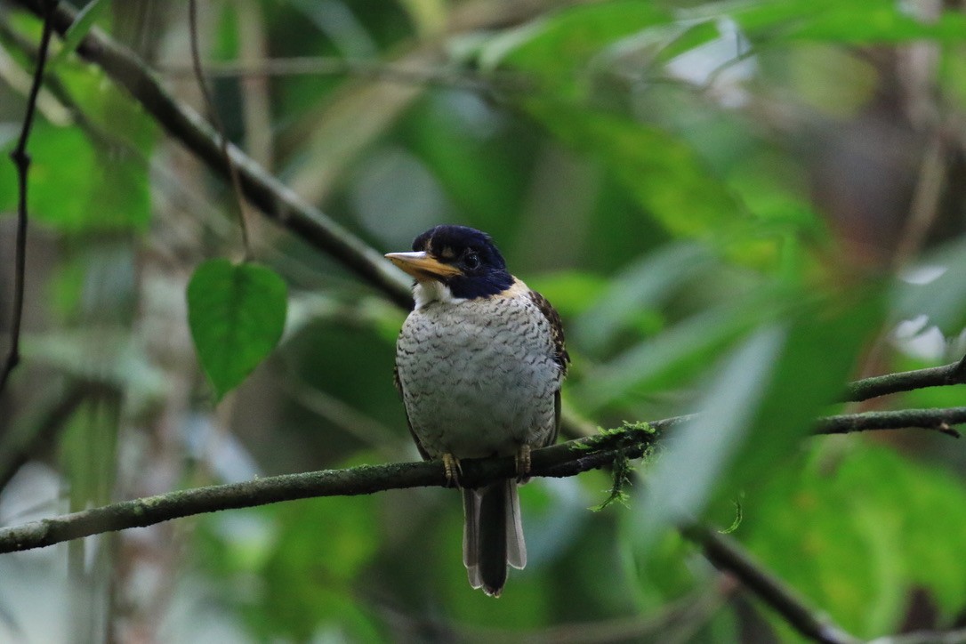 Prinzenliest - ML649070895