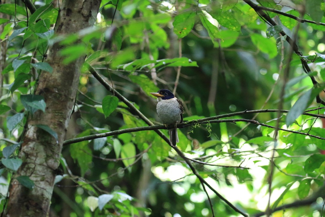 Prinzenliest - ML649070896