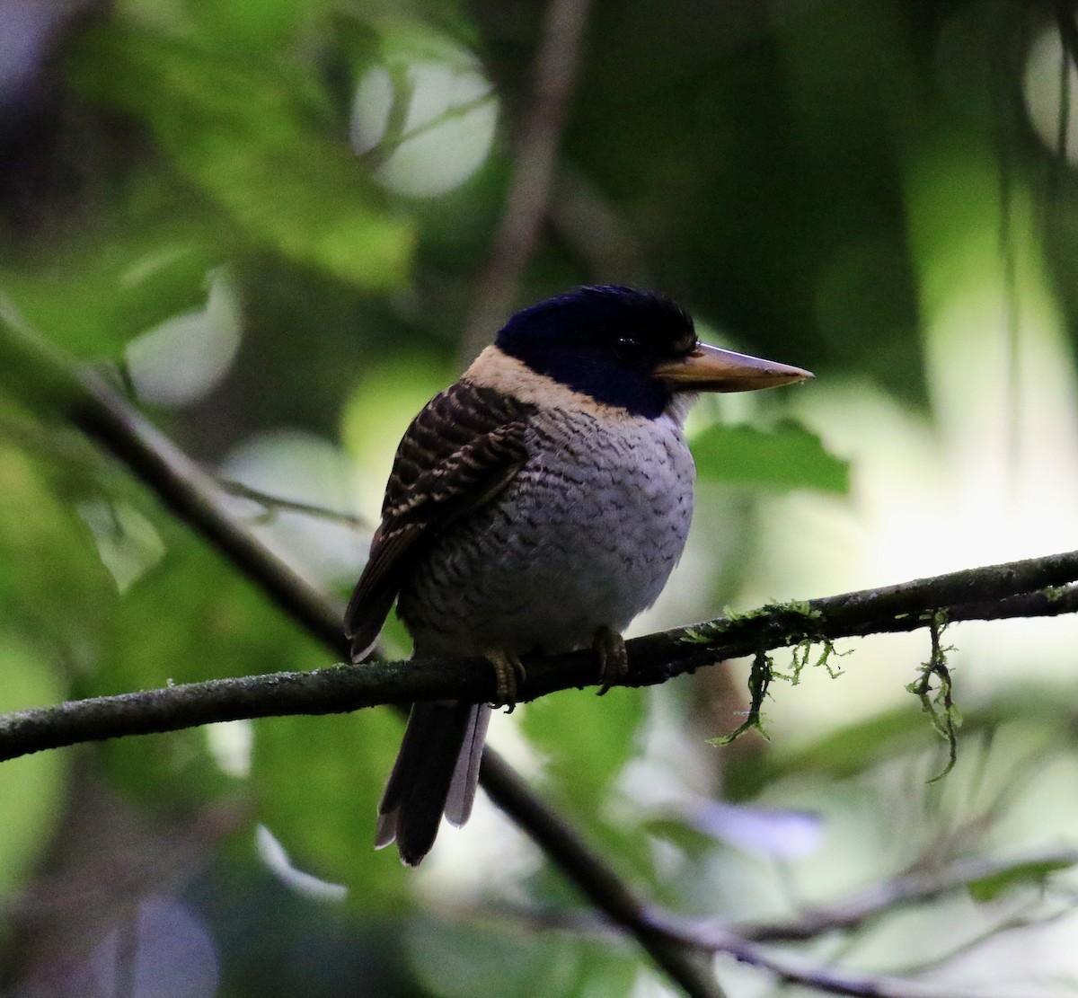 Prinzenliest - ML649070897