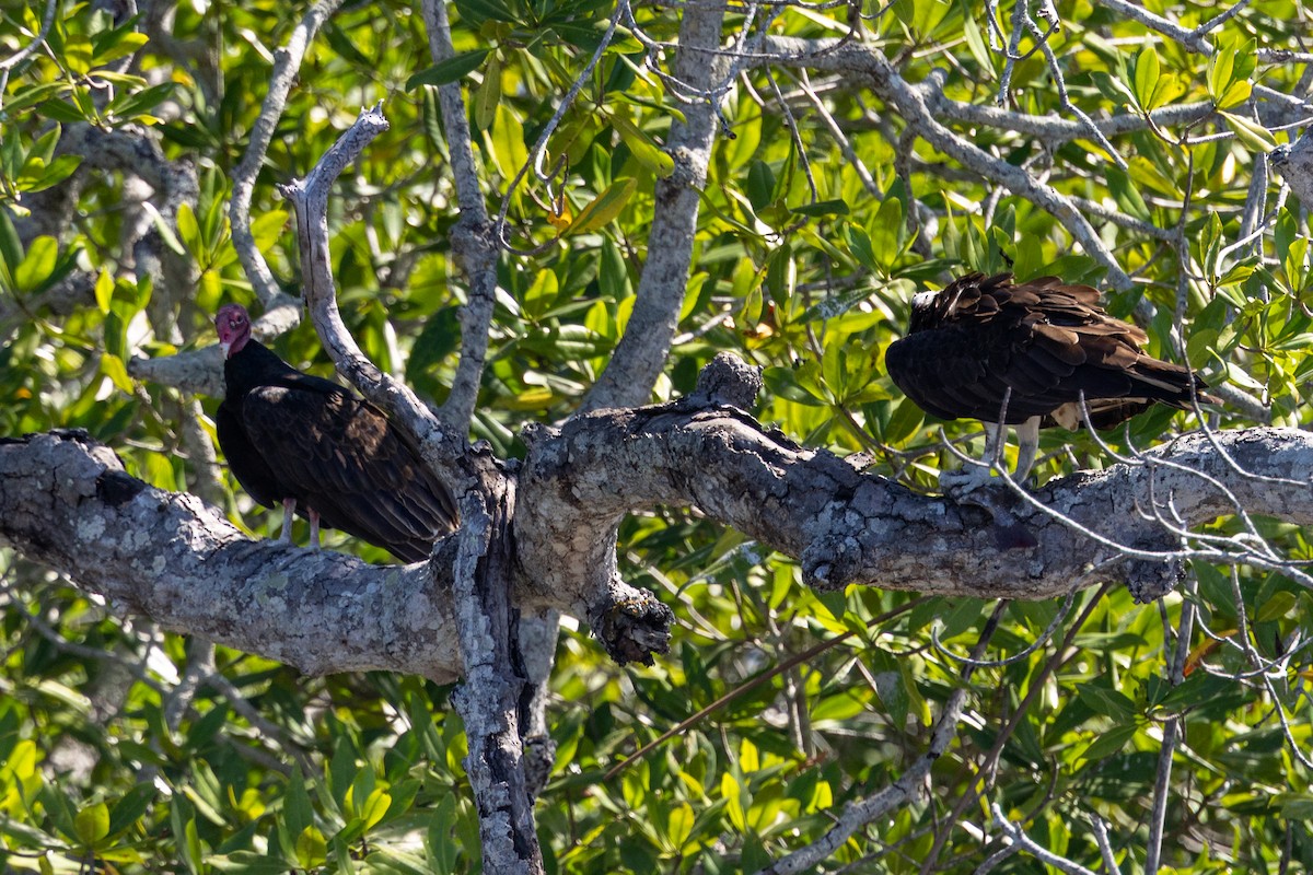 Truthahngeier - ML649070906