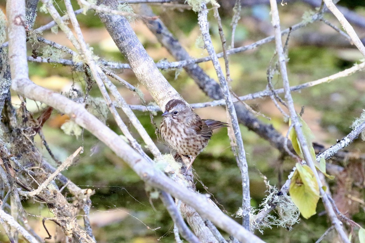 Song Sparrow - ML649070958