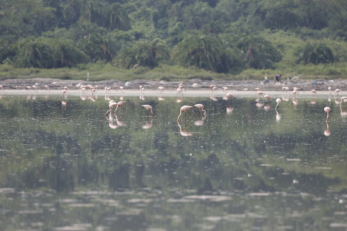 Lesser Flamingo - ML649071090