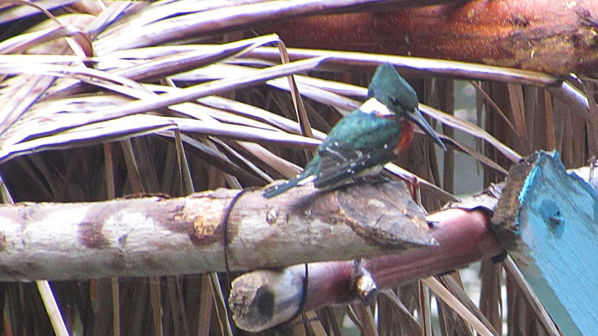 Green Kingfisher - ML649071246