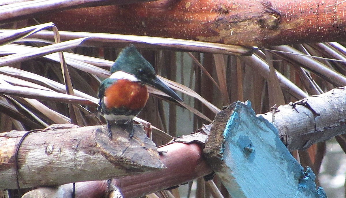 Green Kingfisher - ML649071247