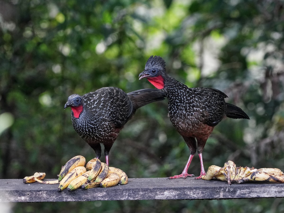 Spix's Guan - ML649071274