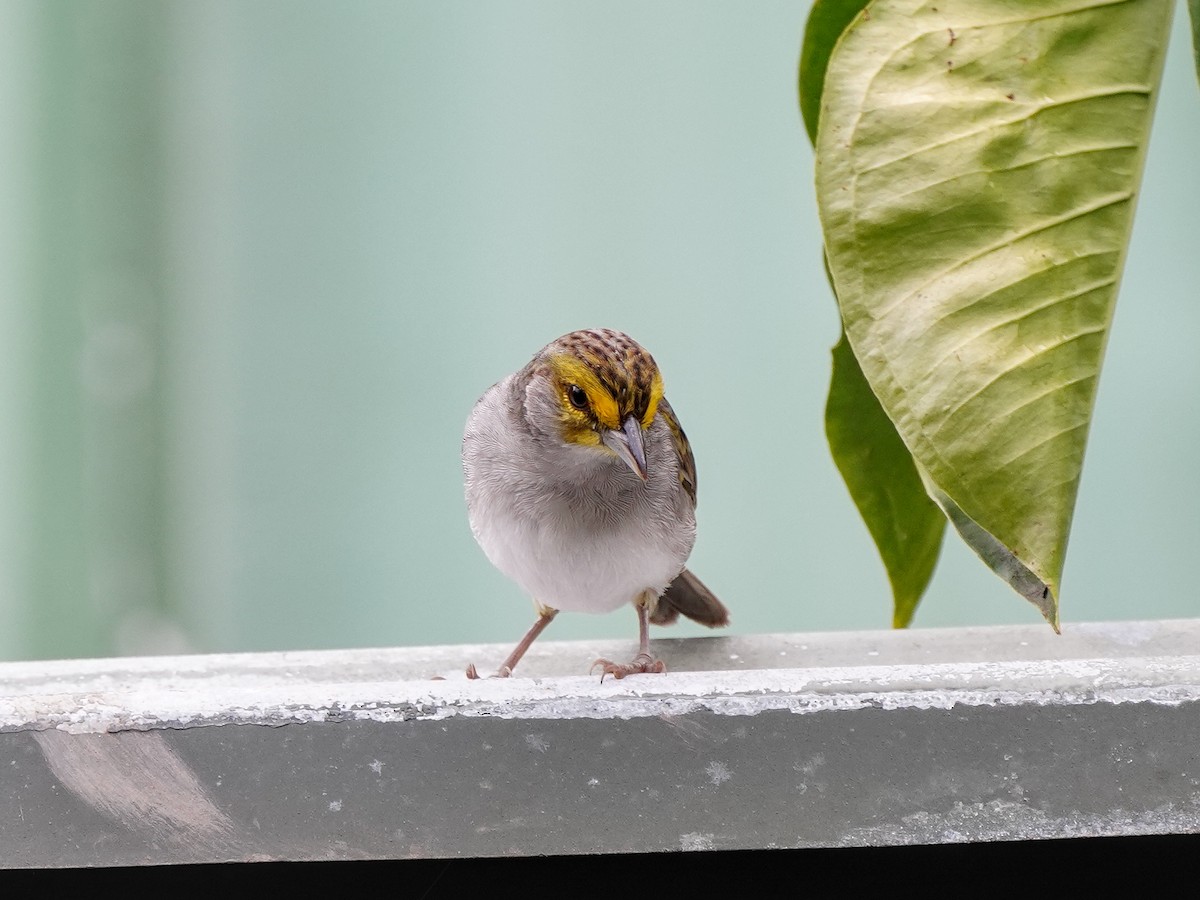 Yellow-browed Sparrow - ML649071291