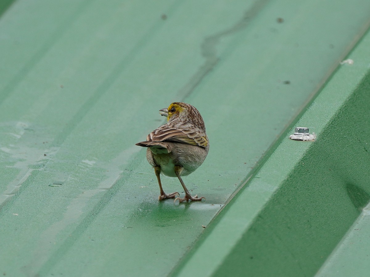 Yellow-browed Sparrow - ML649071292