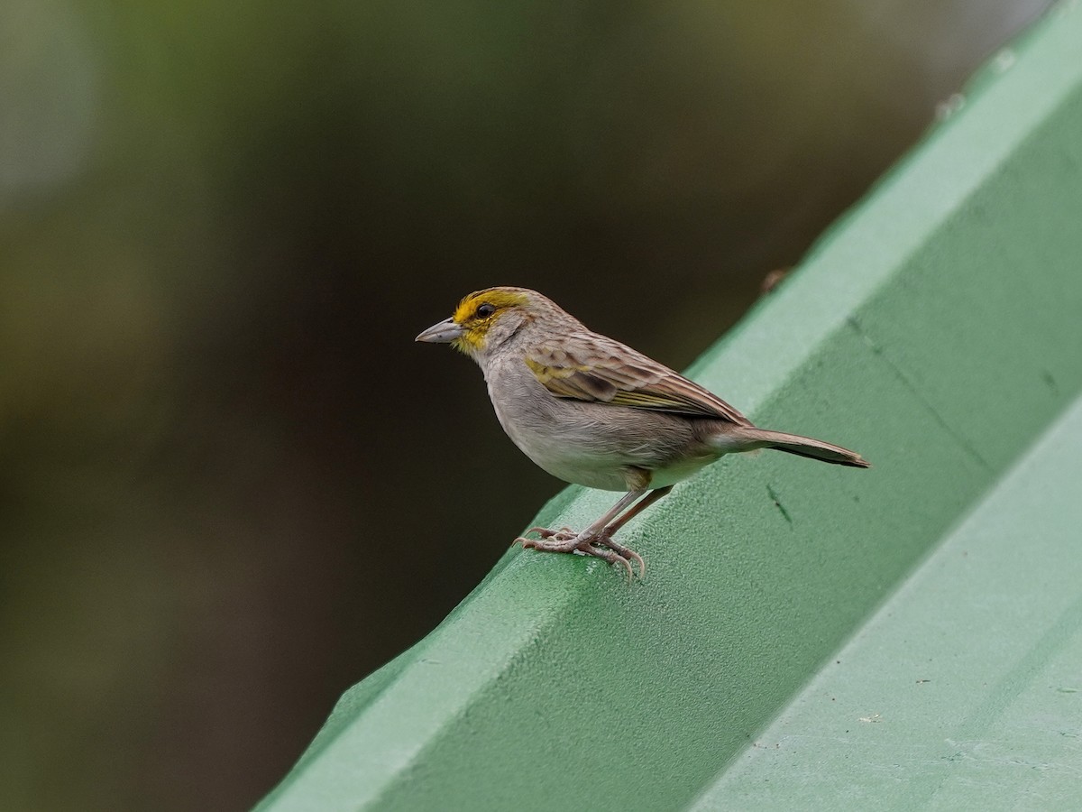 Yellow-browed Sparrow - ML649071293