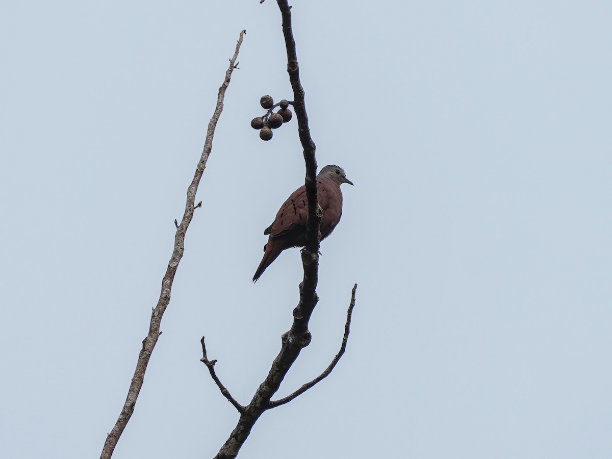 Ruddy Ground Dove - ML649071344