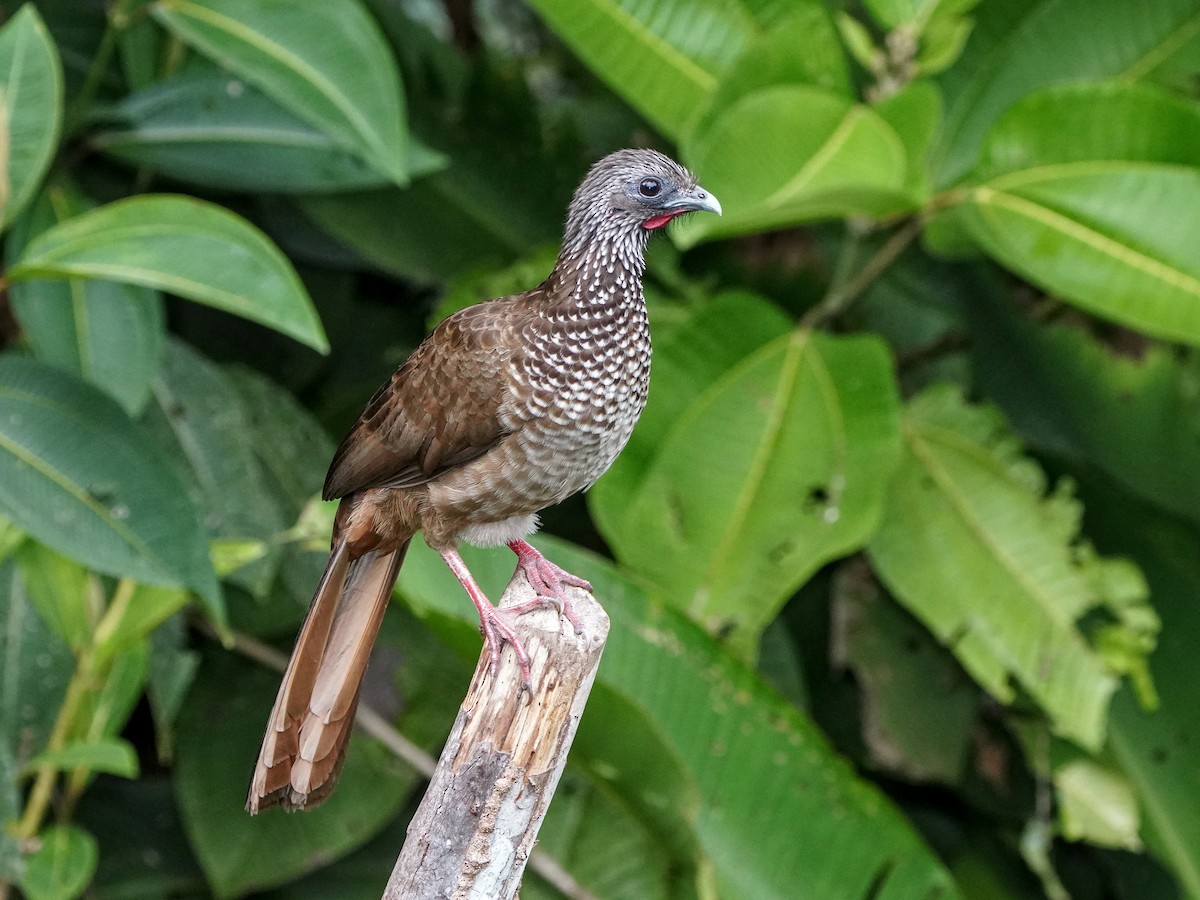 Speckled Chachalaca - ML649071350