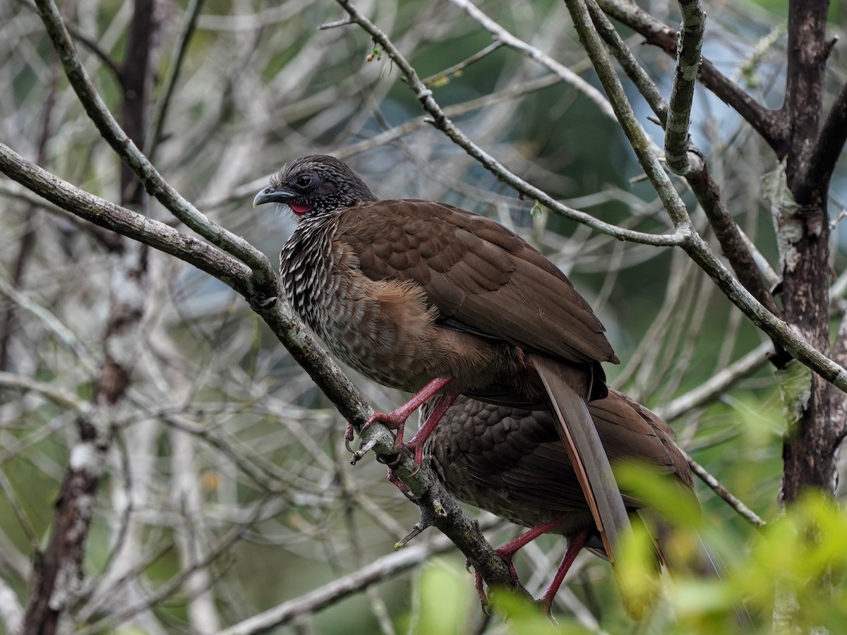 Speckled Chachalaca - ML649071351