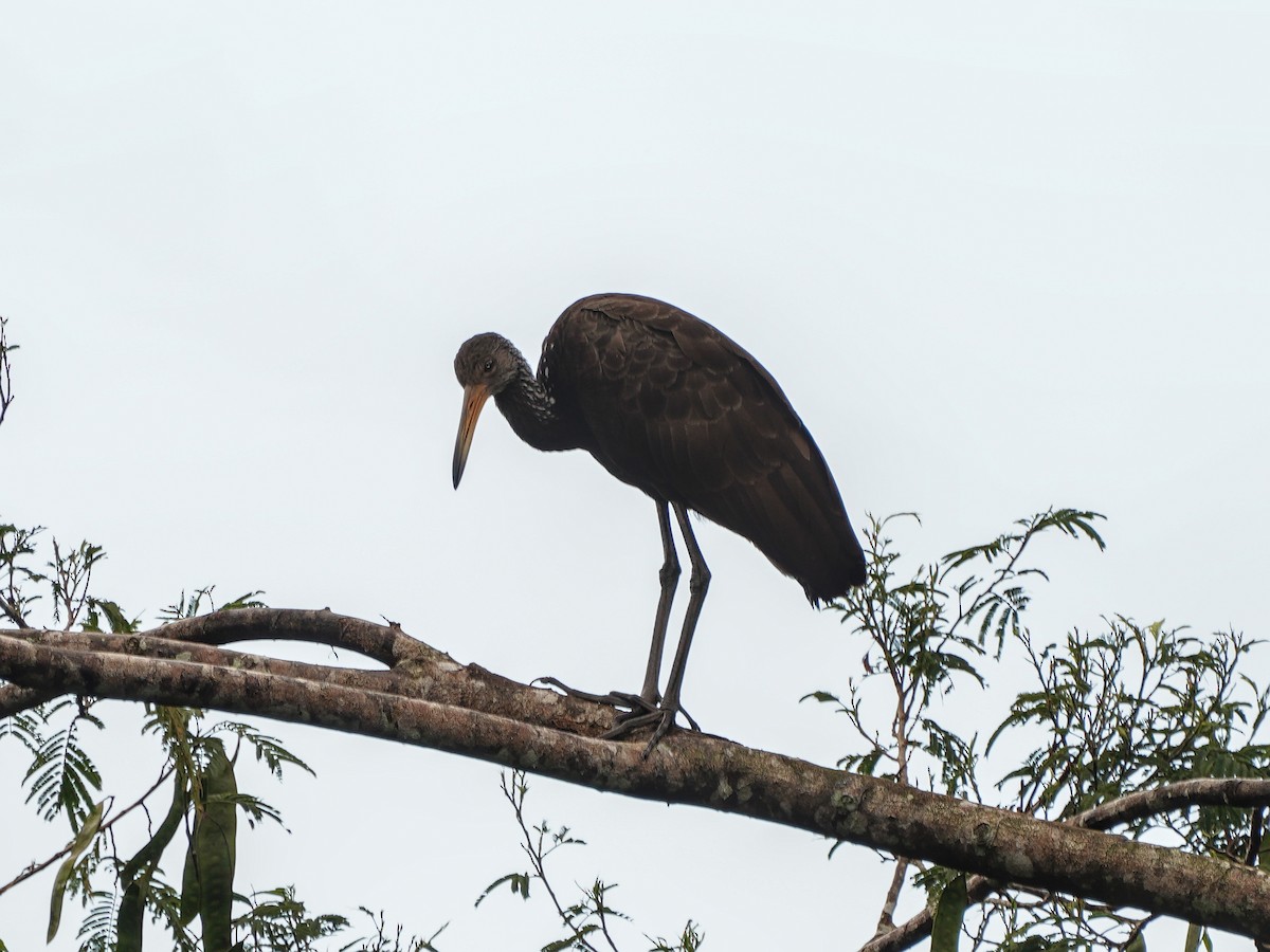 Limpkin - ML649071422