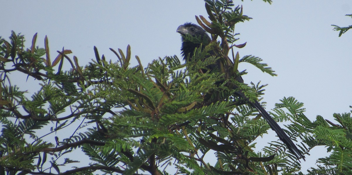 Groove-billed Ani - ML649071430