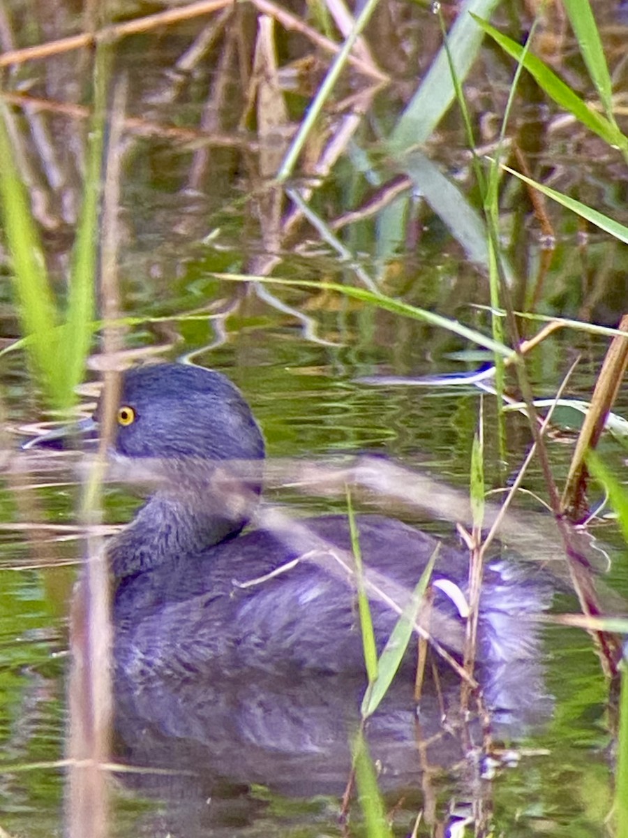 Schwarzkopf-Zwergtaucher - ML649071464