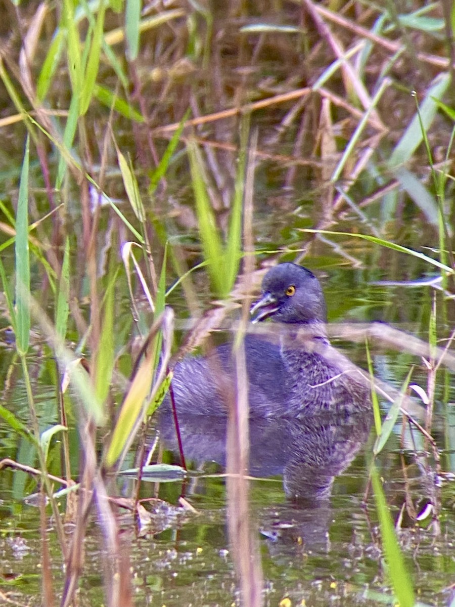 Schwarzkopf-Zwergtaucher - ML649071465