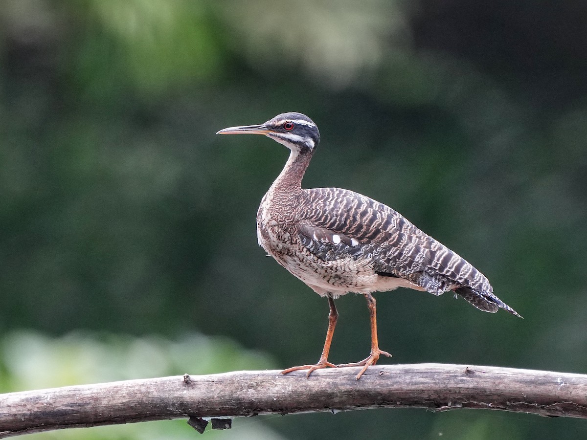 Sunbittern - ML649071476
