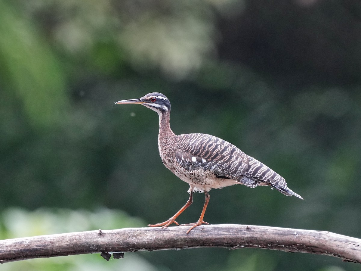 Sunbittern - ML649071477