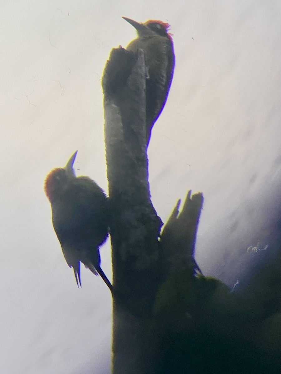 Schläfenfleckspecht - ML649071740