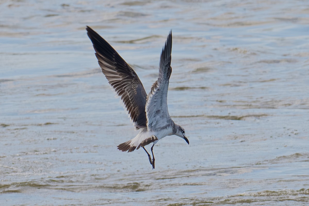 Laughing Gull - ML649071872