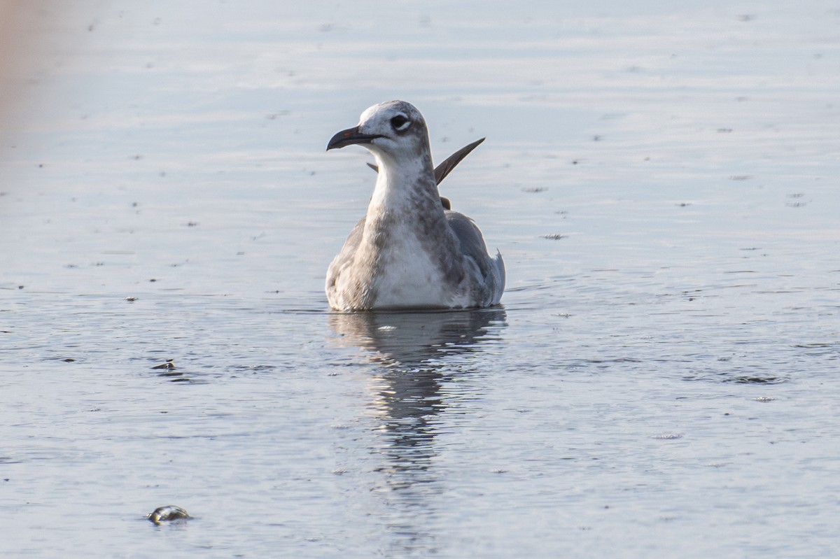 Laughing Gull - ML649071873