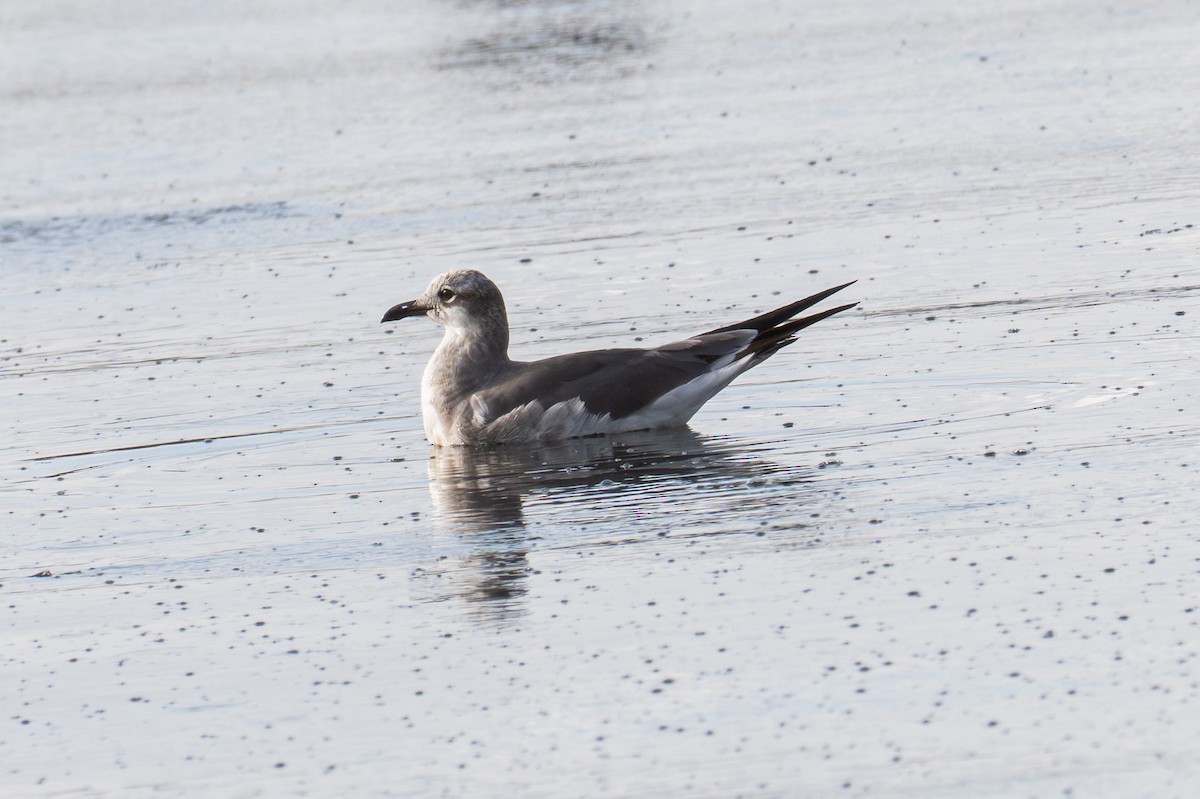 Laughing Gull - ML649071874