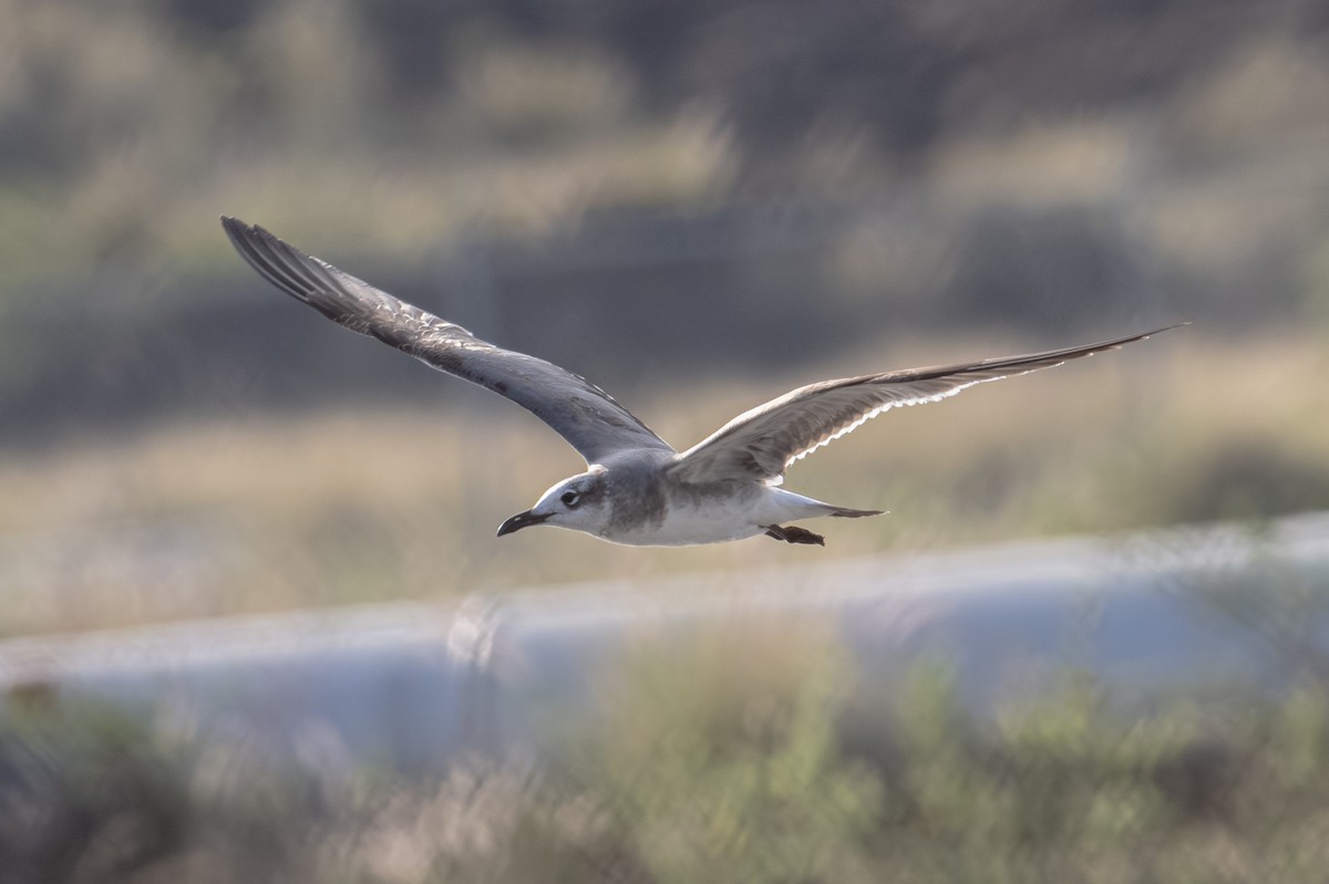 Laughing Gull - ML649071875