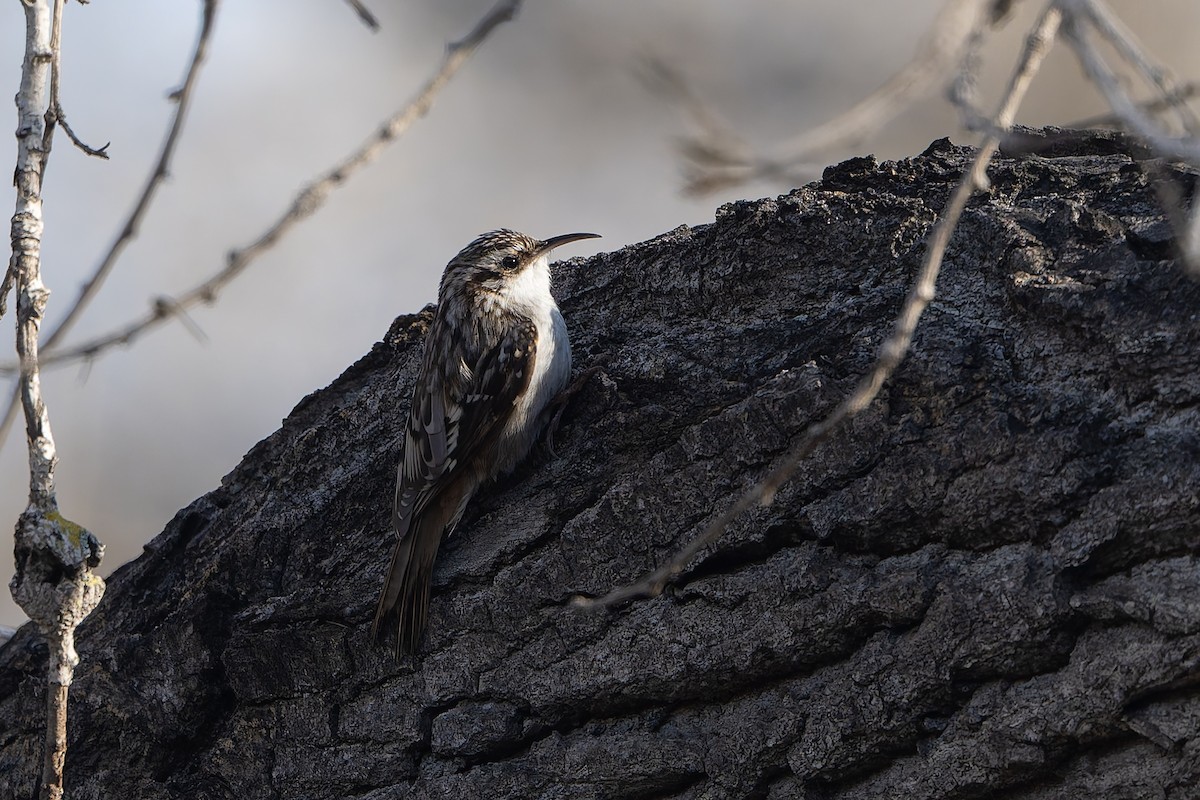 amerikatrekryper - ML649071884