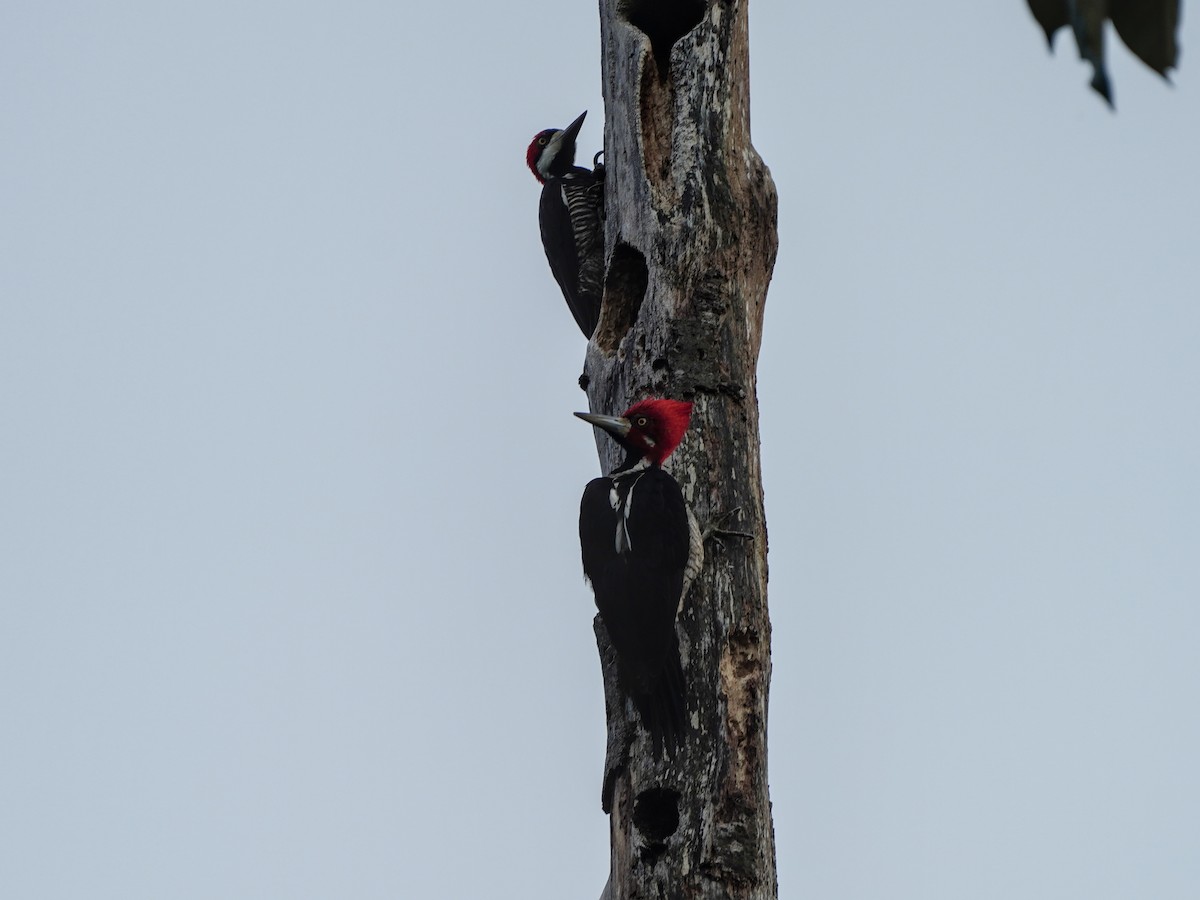 Crimson-crested Woodpecker - ML649072061
