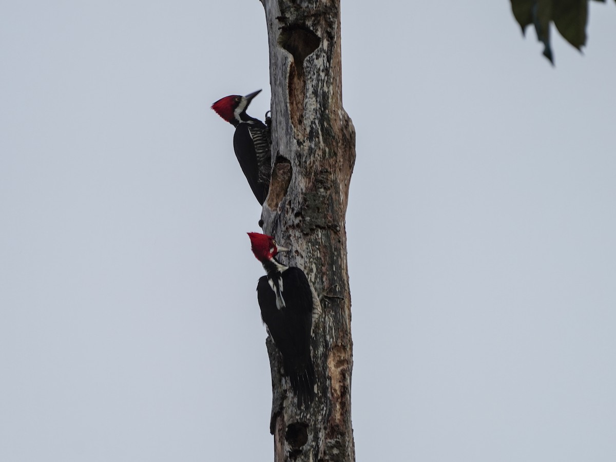 Crimson-crested Woodpecker - ML649072073