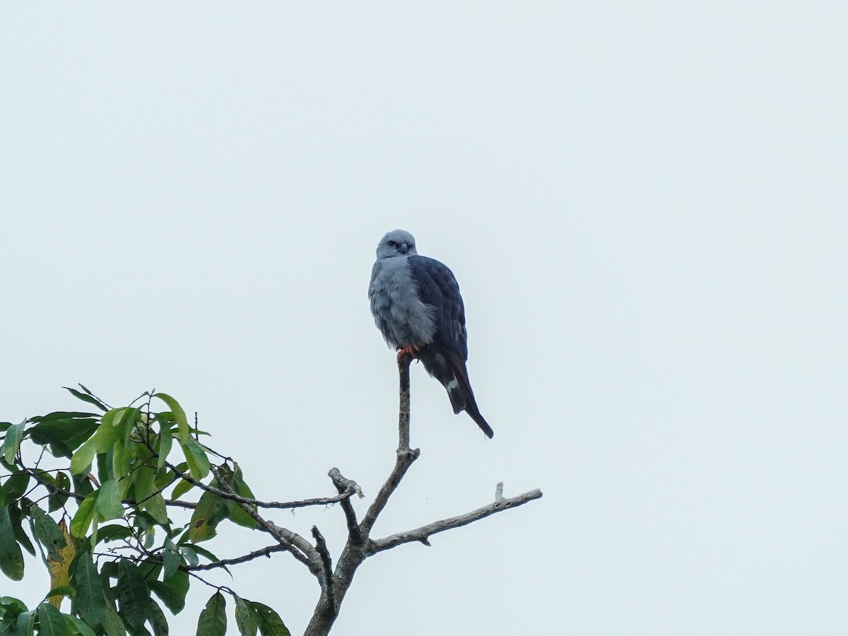 Plumbeous Kite - ML649072099