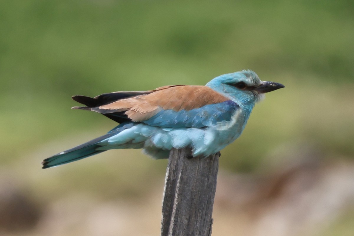 Rollier d'Europe - ML649072211