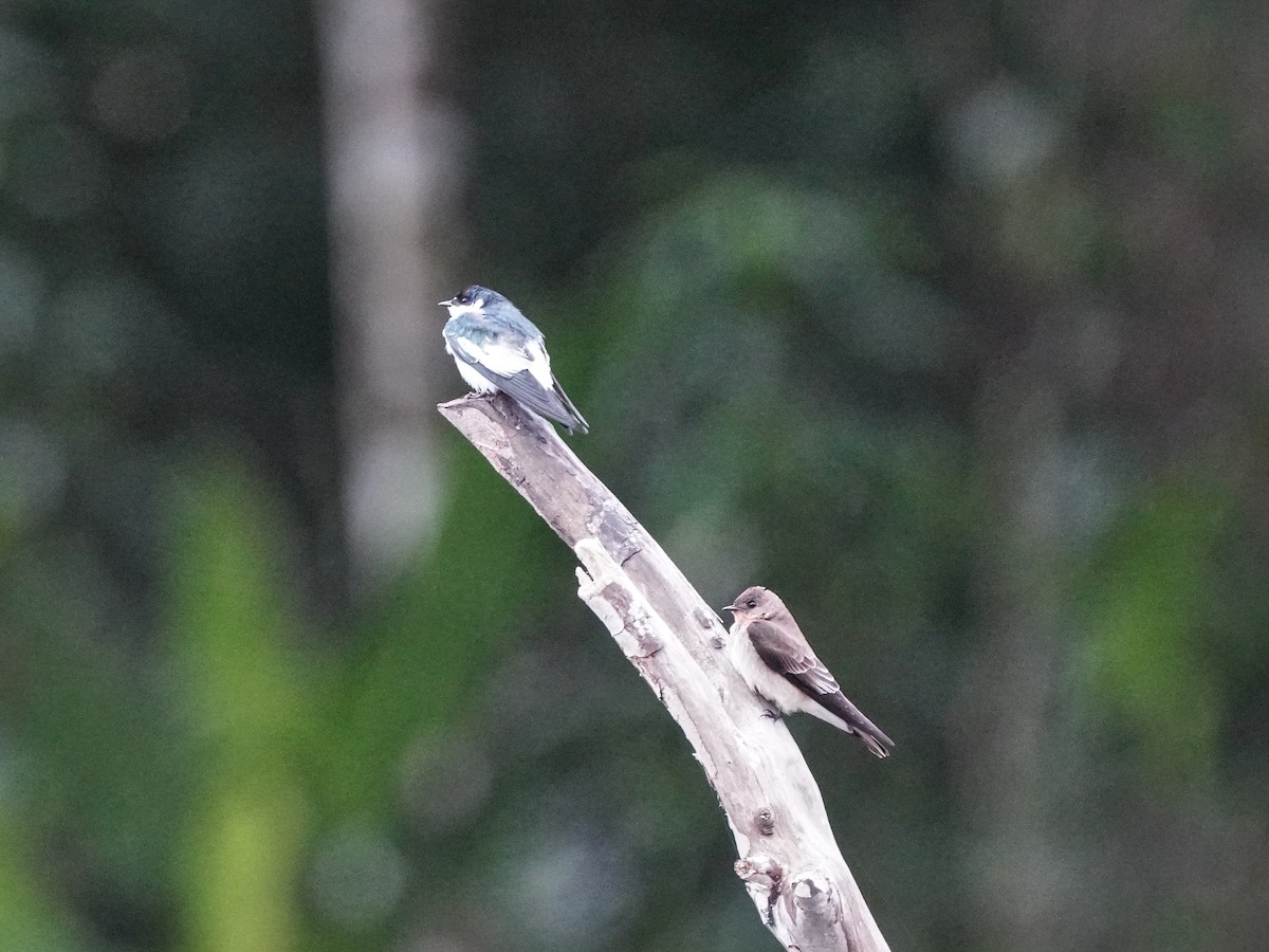 White-winged Swallow - ML649072255