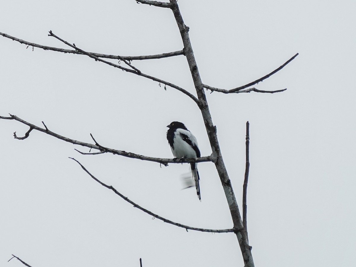 Magpie Tanager - ML649072268