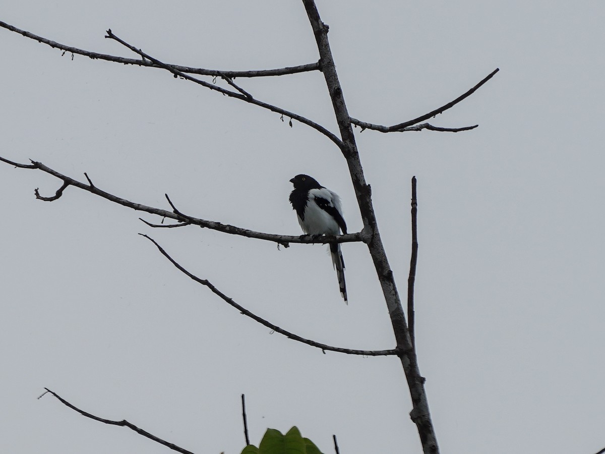 Magpie Tanager - ML649072269