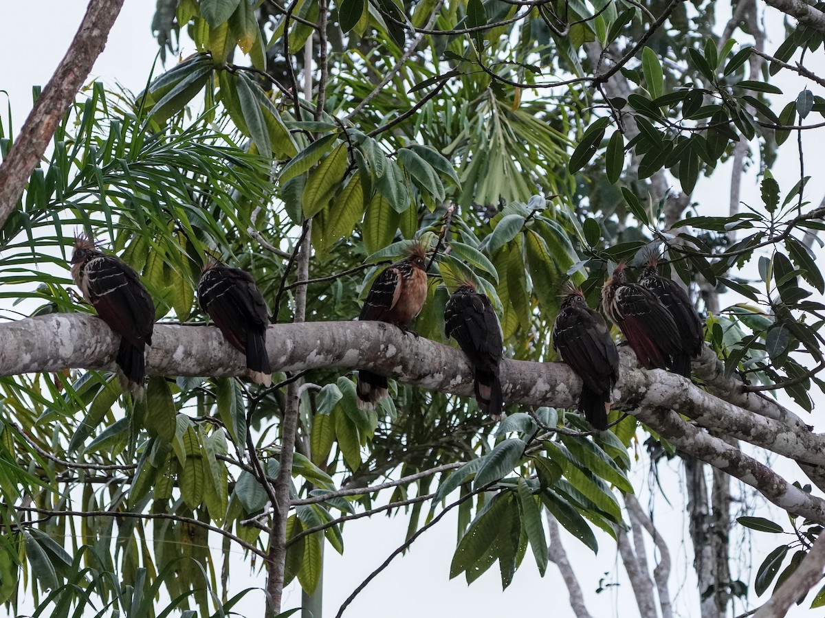 Hoatzin - ML649072338