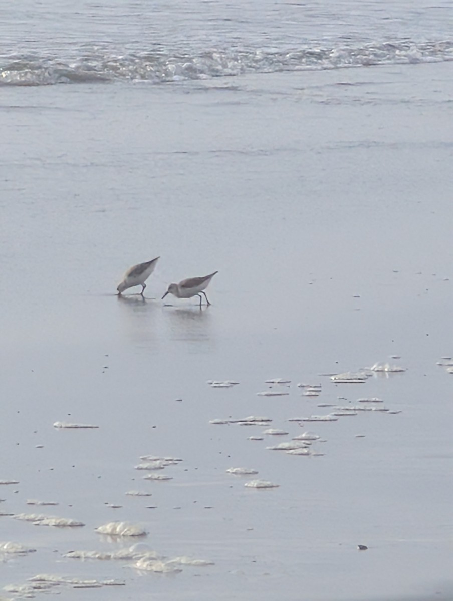 jespák aljašský - ML649072351