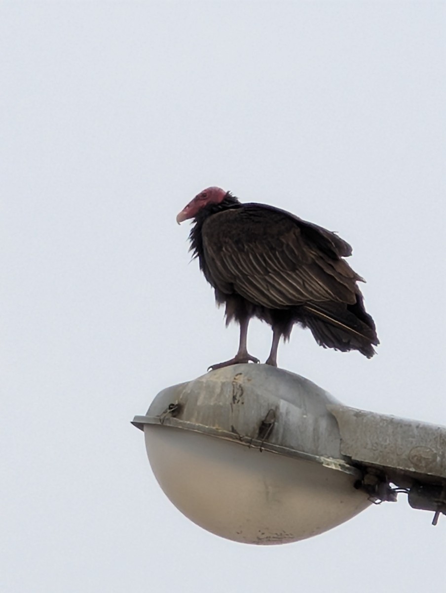 kondor krocanovitý - ML649072369