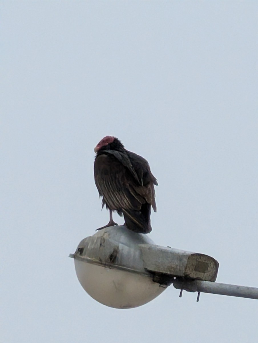 kondor krocanovitý - ML649072370