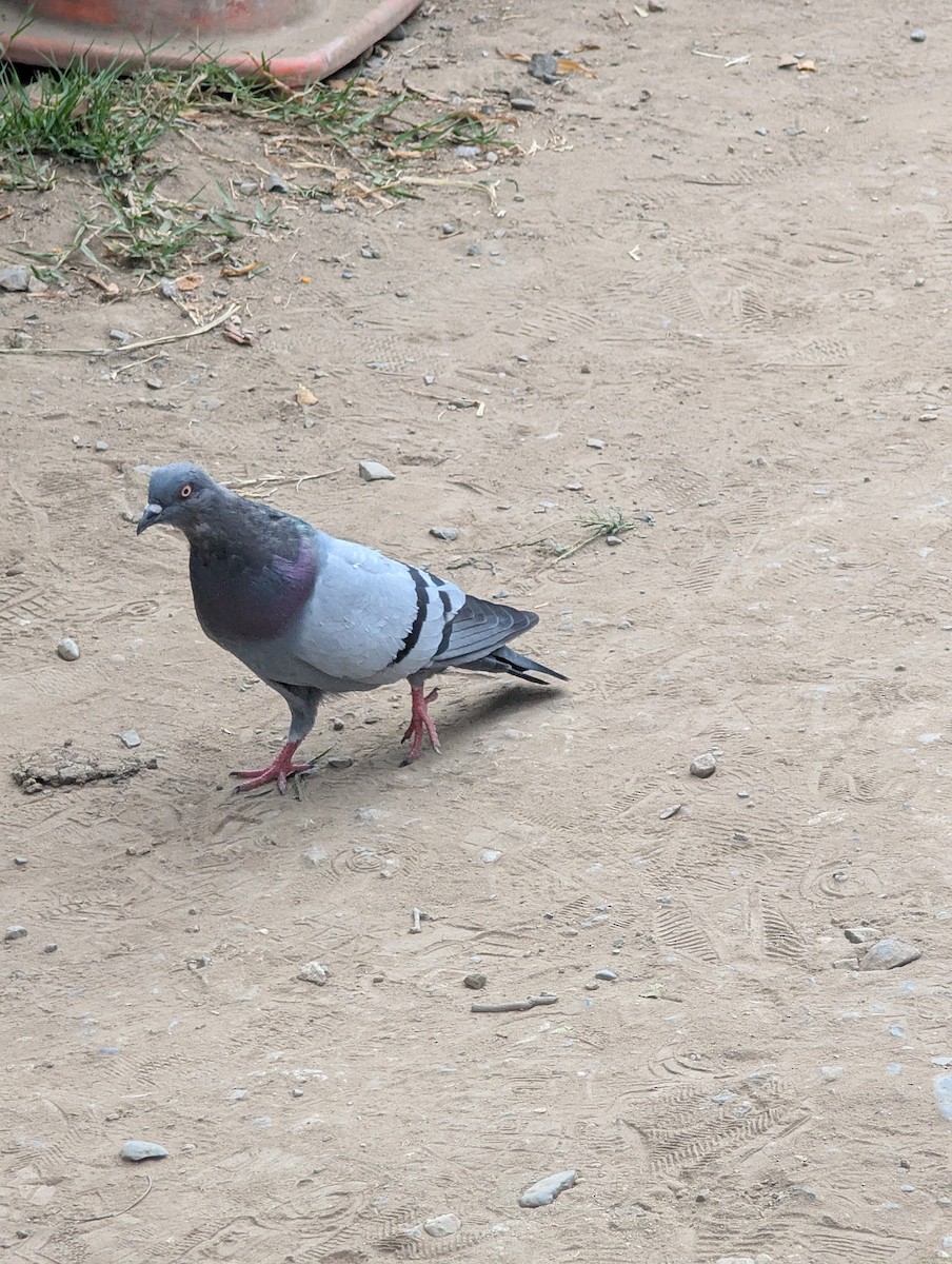 holub skalní (domácí) - ML649072409