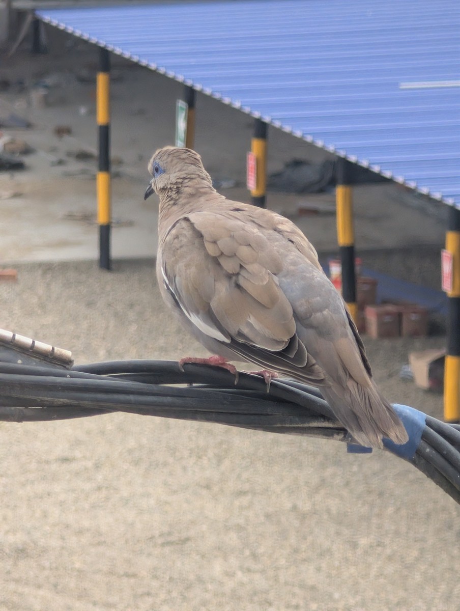 hrdlička pacifická - ML649072473