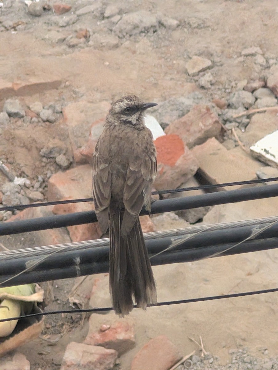 drozdec dlouhoocasý - ML649072490