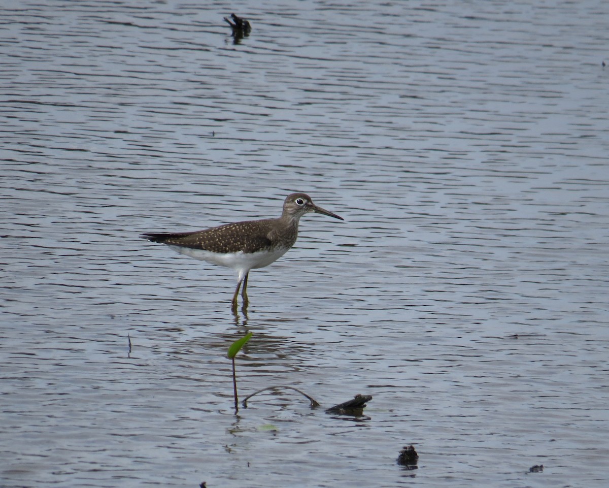 Solitary Sandpiper - ML64907281